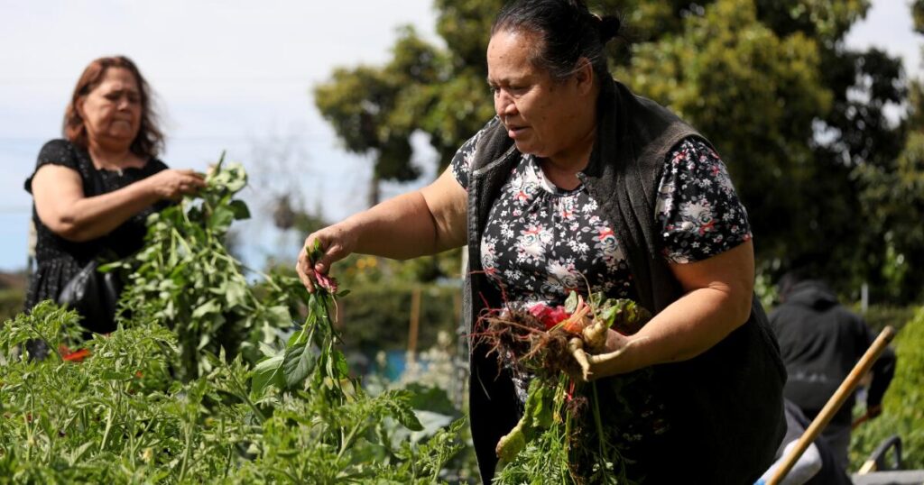 Civil rights leader Ignacio Lopez advocated for Latinos. In Pomona, Lopez Urban Farm continues his legacy