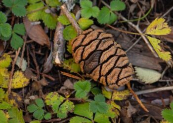 If the giant sequoia is dying out, why are there tens of thousands of seedlings and saplings?