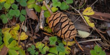 If the giant sequoia is dying out, why are there tens of thousands of seedlings and saplings?