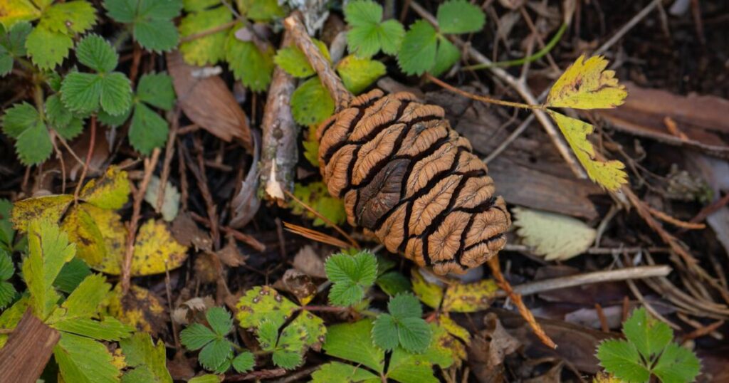 If the giant sequoia is dying out, why are there tens of thousands of seedlings and saplings?