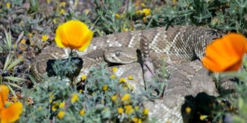 Video: ‘Green’ rattlesnake can be a poppy field surprise. What to know before you sit for a selfie