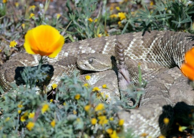 Video: ‘Green’ rattlesnake can be a poppy field surprise. What to know before you sit for a selfie