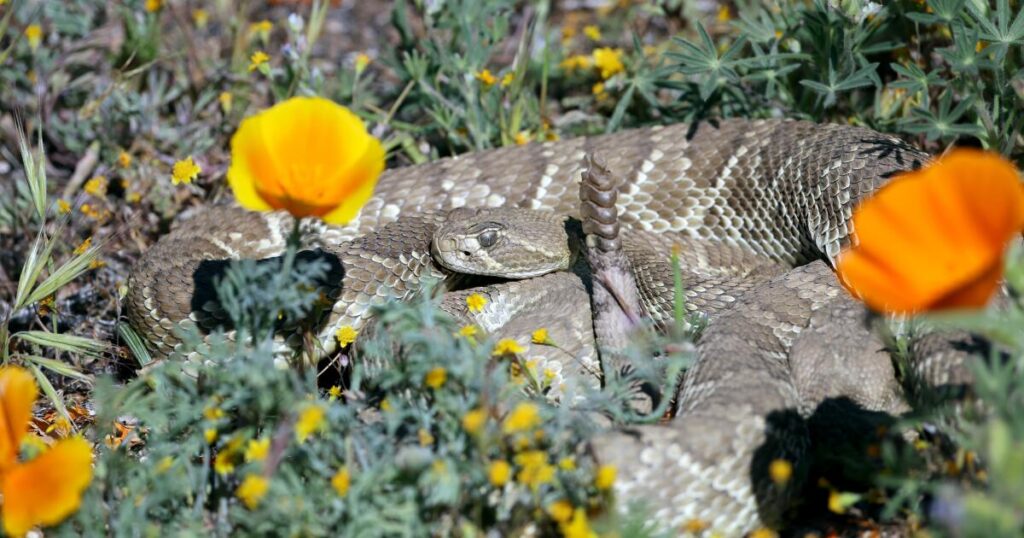 Video: ‘Green’ rattlesnake can be a poppy field surprise. What to know before you sit for a selfie