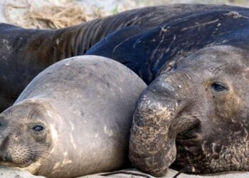 H5N1 bird flu spreads to sea otters and sea lions along San Mateo coast, wildlife experts say