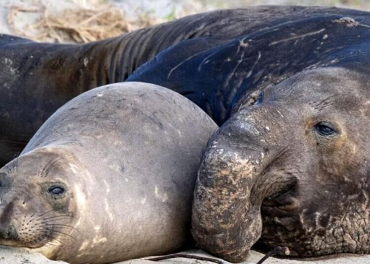 H5N1 bird flu spreads to sea otters and sea lions along San Mateo coast, wildlife experts say