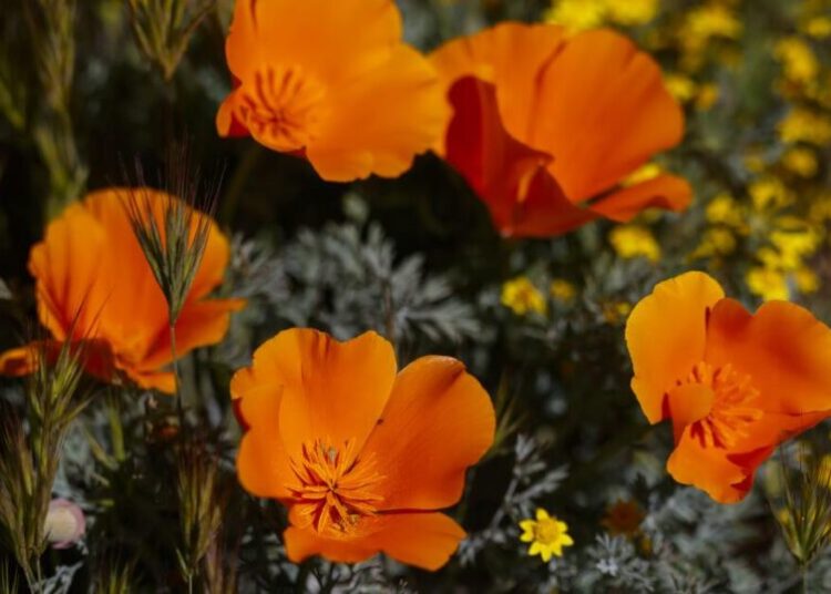 Don’t want to miss the bloom? This L.A. scientist created a poppy forecast