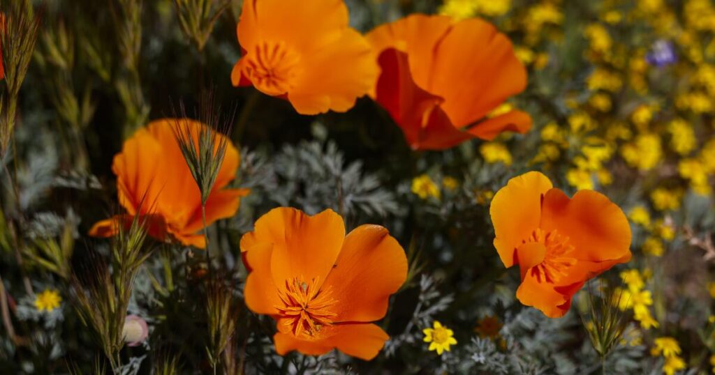 Don’t want to miss the bloom? This L.A. scientist created a poppy forecast