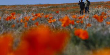 ‘It’s still a great year for wildflowers’: Where to catch colorful blooms around SoCal
