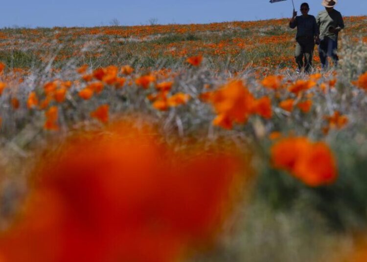 ‘It’s still a great year for wildflowers’: Where to catch colorful blooms around SoCal
