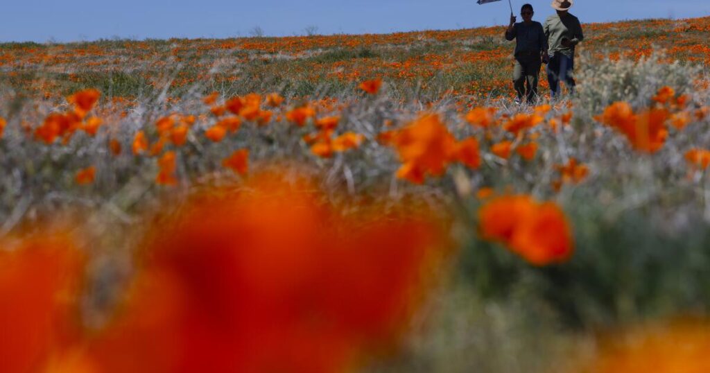‘It’s still a great year for wildflowers’: Where to catch colorful blooms around SoCal