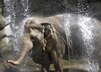 As former L.A. Zoo elephant Tina falls ill, Samuel L. Jackson and activists call for sanctuary