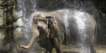 As former L.A. Zoo elephant Tina falls ill, Samuel L. Jackson and activists call for sanctuary