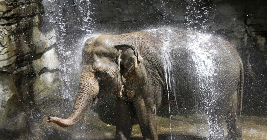 As former L.A. Zoo elephant Tina falls ill, Samuel L. Jackson and activists call for sanctuary