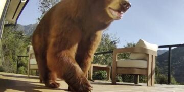 Angry backlash after beloved mama bear is killed: ‘Blondie didn’t deserve to die!’