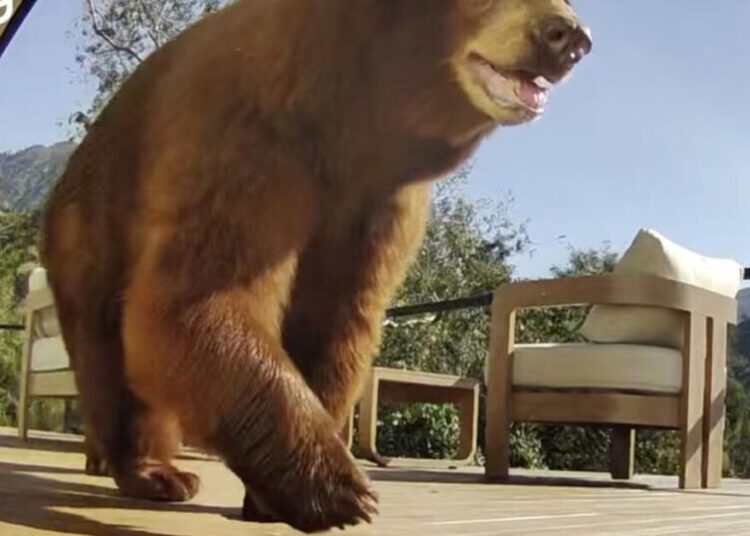Angry backlash after beloved mama bear is killed: ‘Blondie didn’t deserve to die!’