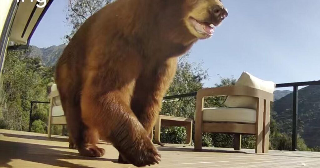 Angry backlash after beloved mama bear is killed: ‘Blondie didn’t deserve to die!’