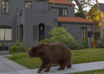 Woman walking in Monrovia is targeted by bear