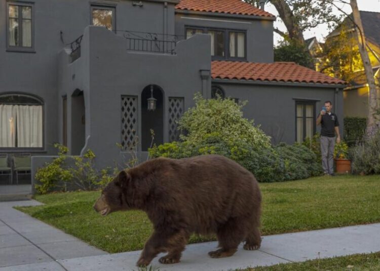 Woman walking in Monrovia is targeted by bear