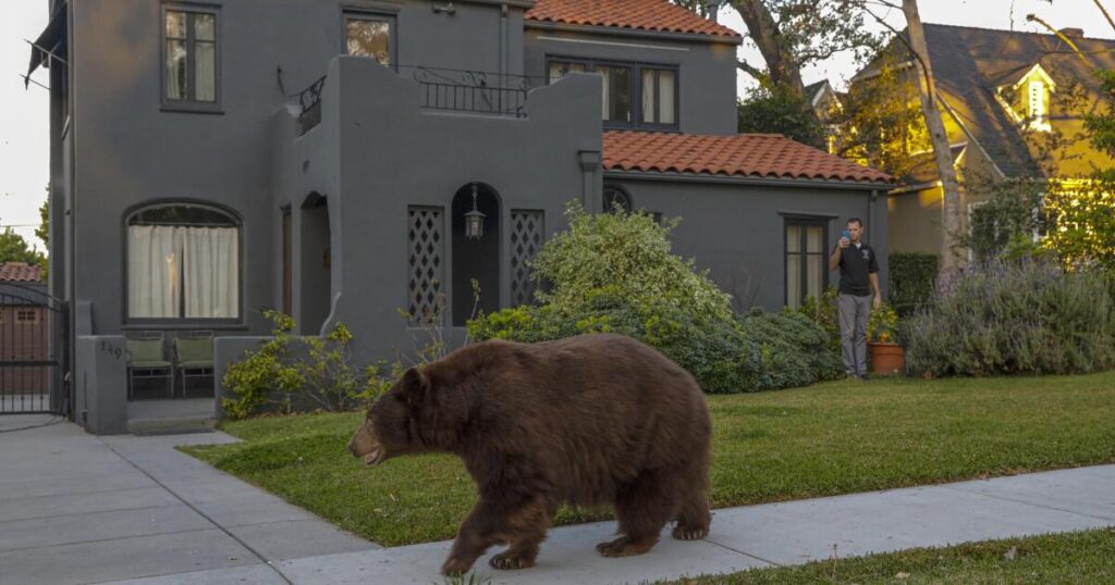 Woman walking in Monrovia is targeted by bear