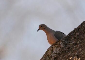 North America is losing birds fast. Experts blame agriculture, warming
