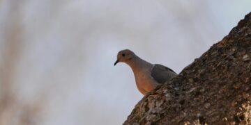 North America is losing birds fast. Experts blame agriculture, warming