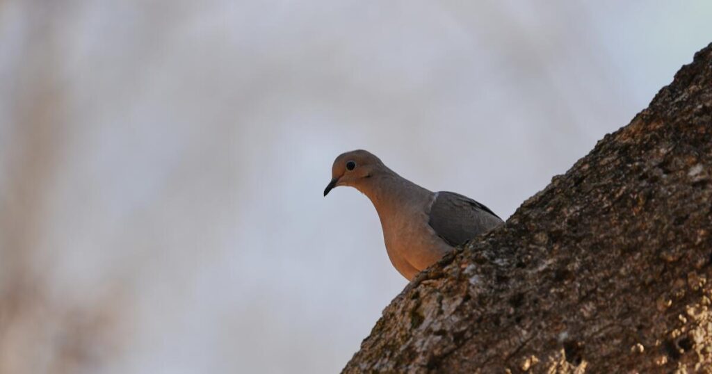 North America is losing birds fast. Experts blame agriculture, warming