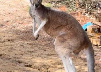 Chesney the kangaroo scales tall fence and flees petting zoo for three days on the lam