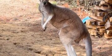 Chesney the kangaroo scales tall fence and flees petting zoo for three days on the lam