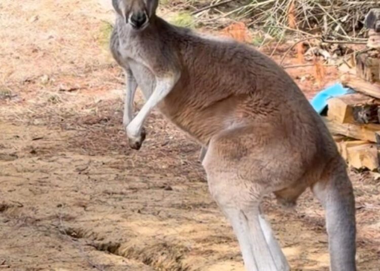 Chesney the kangaroo scales tall fence and flees petting zoo for three days on the lam