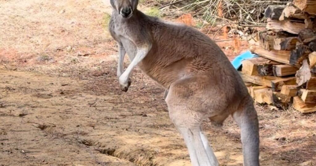 Chesney the kangaroo scales tall fence and flees petting zoo for three days on the lam