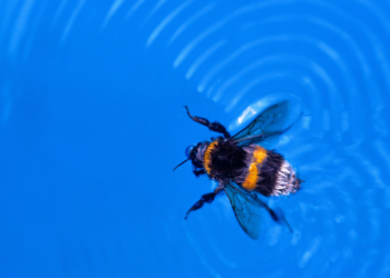 How Queen Bumblebees Are (Almost) Immune to Drowning