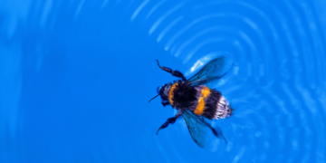 How Queen Bumblebees Are (Almost) Immune to Drowning