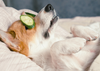 Why You Always Feel Like You’re ‘Doing Sundays Wrong’ (and How to Fix It)