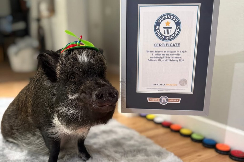 A pig wearing a propeller hat next to a Guinness World Records certificate for most Instagram followers.