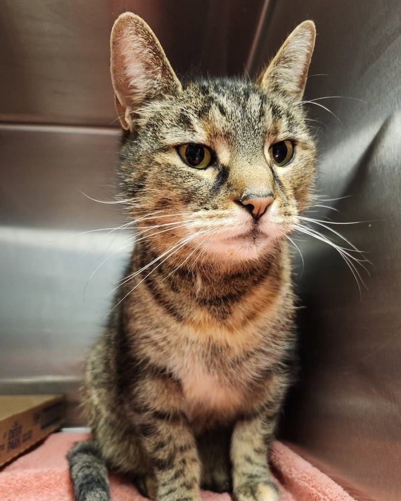 Maryland family reunites with missing cat Artemis after 5 years