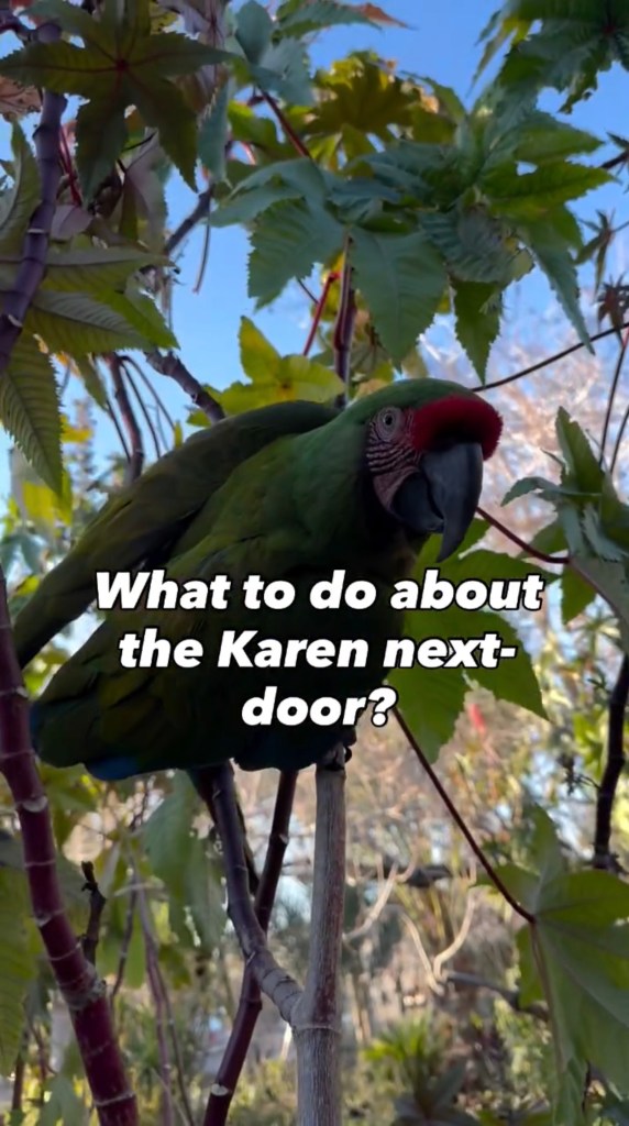 Fleiss’ neighbor claims her parrots — Gin and Juice — squawk loud enough that it wakes her up almost daily at the crack of dawn.