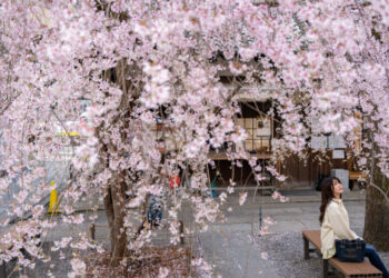Japan’s Cherry Blossom Database, 1,200 Years Old, Has a New Keeper