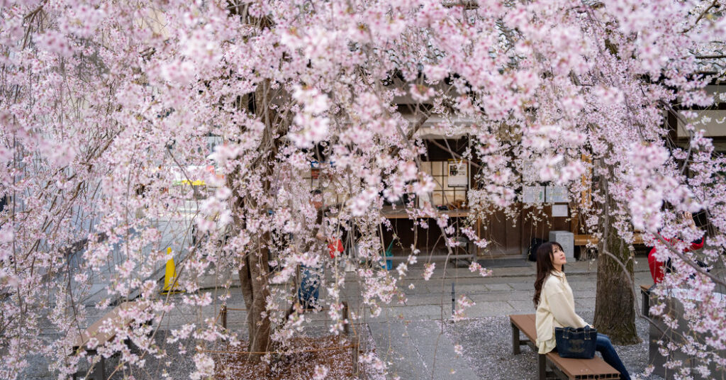 Japan’s Cherry Blossom Database, 1,200 Years Old, Has a New Keeper