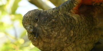 How Bruce the Parrot Landed Atop the Pecking Order — Without a Beak