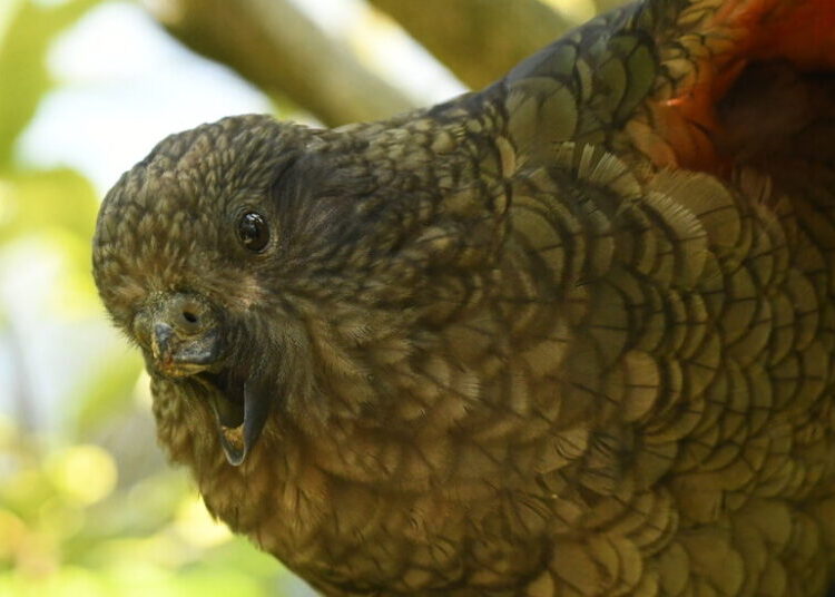 How Bruce the Parrot Landed Atop the Pecking Order — Without a Beak