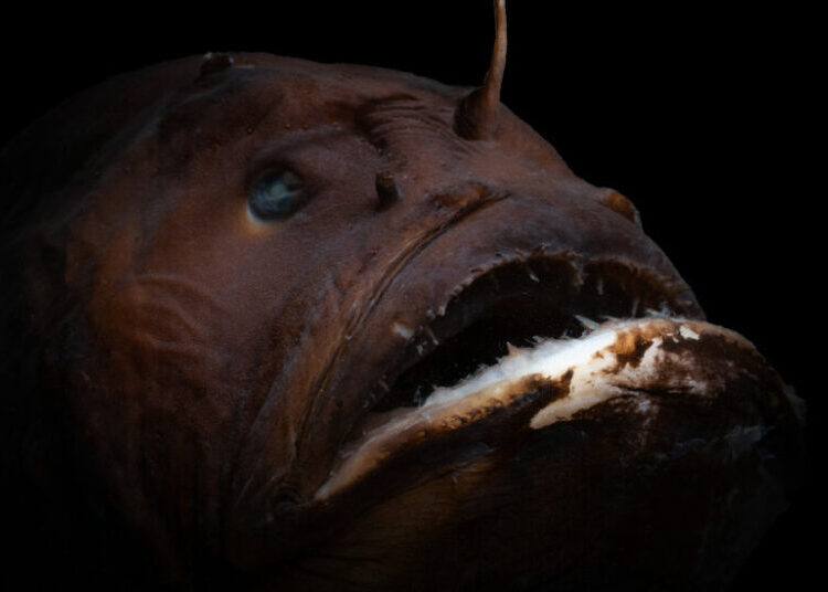 How Female Anglerfish Evolved to Have It All