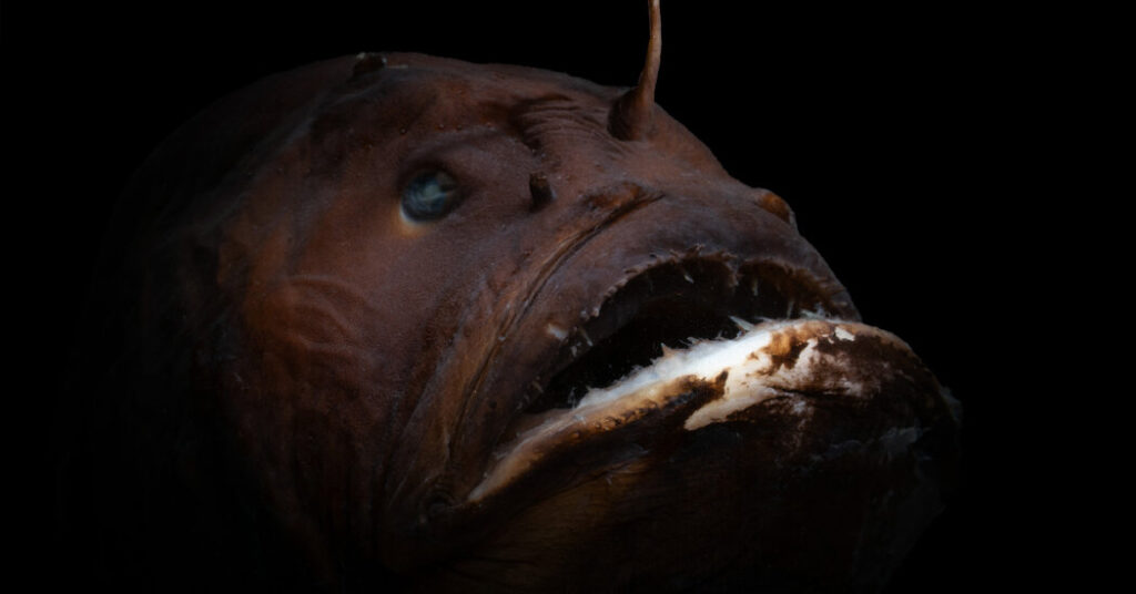 How Female Anglerfish Evolved to Have It All