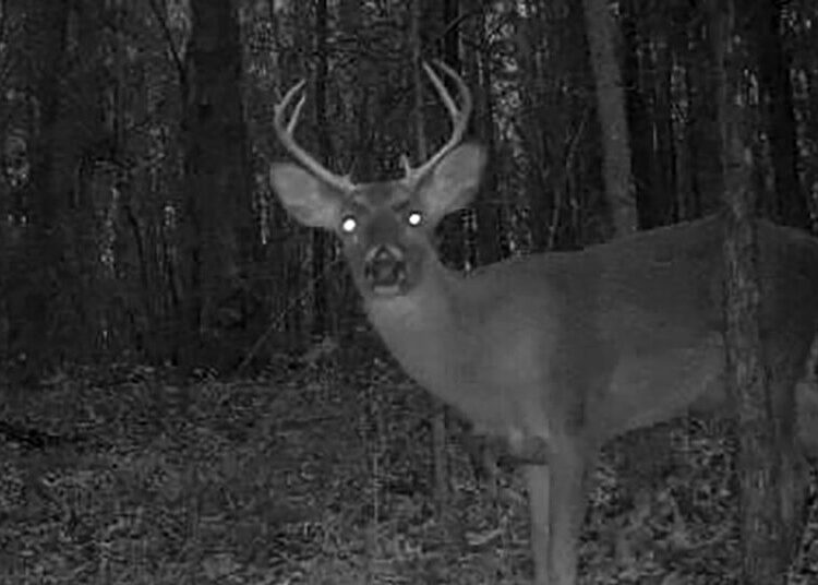 Targeted Hunts Were Supposed to Curb ‘Zombie Deer Disease.’ Now What?
