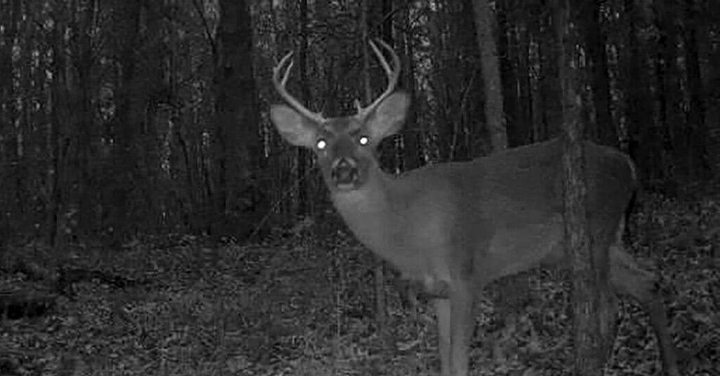 Targeted Hunts Were Supposed to Curb ‘Zombie Deer Disease.’ Now What?