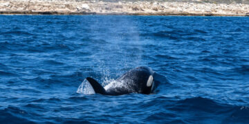 Clear Waters, Murky Morals: When Humans Swim With Killer Whales