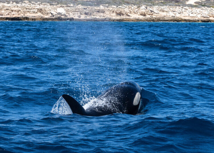 Clear Waters, Murky Morals: When Humans Swim With Killer Whales