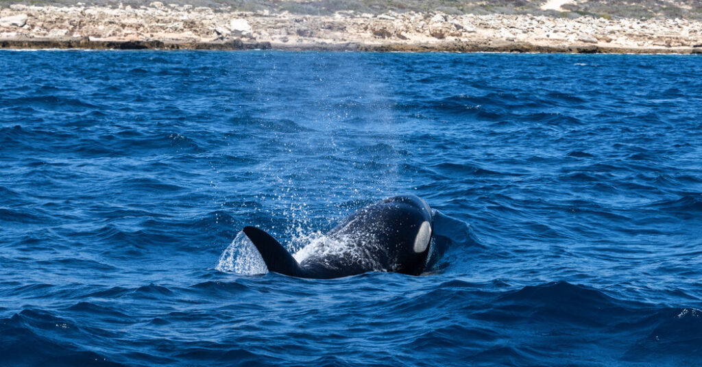 Clear Waters, Murky Morals: When Humans Swim With Killer Whales