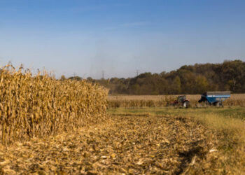 Crop Undercount Raises Questions About Reliability of U.S.D.A. Data