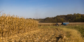 Crop Undercount Raises Questions About Reliability of U.S.D.A. Data