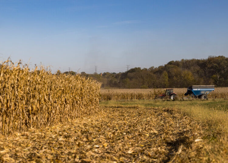 Crop Undercount Raises Questions About Reliability of U.S.D.A. Data